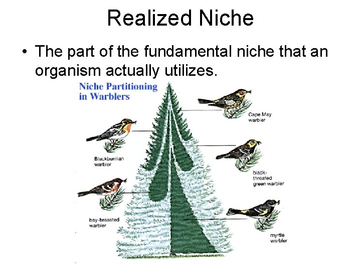 Realized Niche • The part of the fundamental niche that an organism actually utilizes.