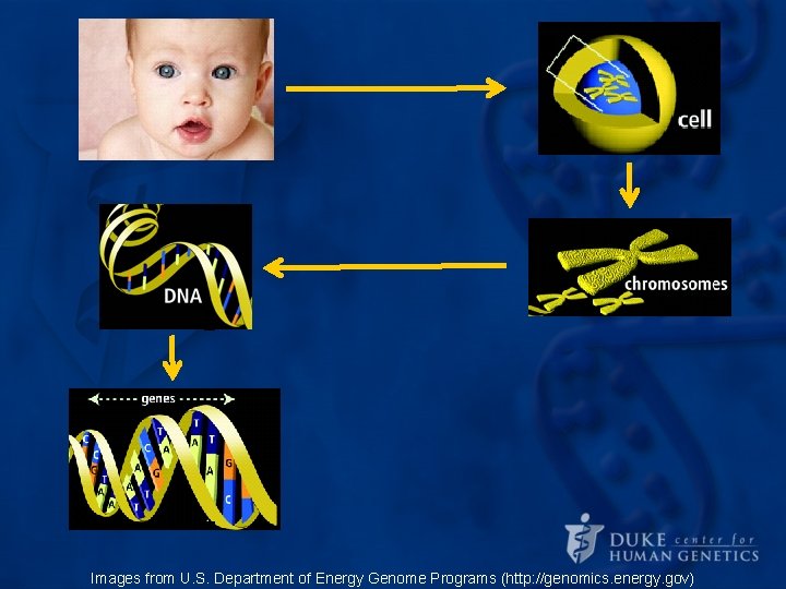 Images from U. S. Department of Energy Genome Programs (http: //genomics. energy. gov) Images from U. S. Department of Energy Genome Programs (http: //genomics. energy. gov)