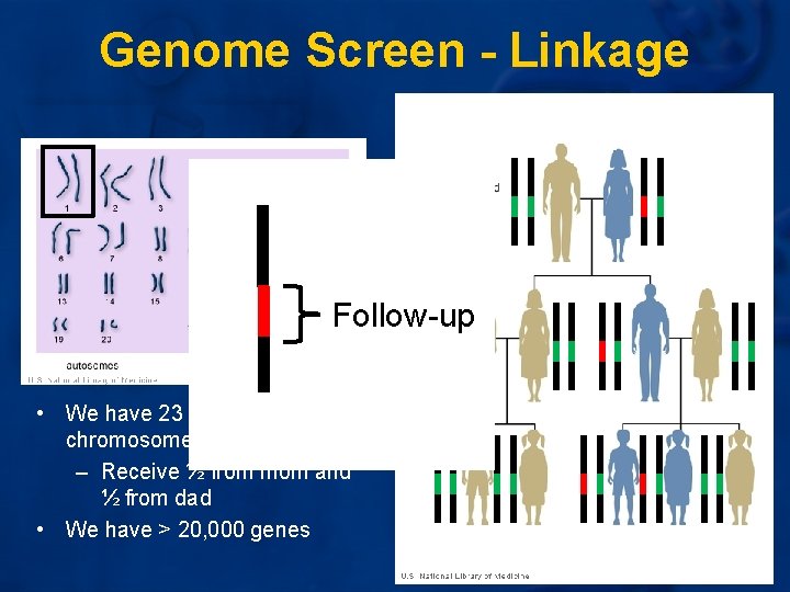 Genome Screen - Linkage Follow-up • We have 23 pairs of chromosomes – Receive Genome Screen - Linkage Follow-up • We have 23 pairs of chromosomes – Receive