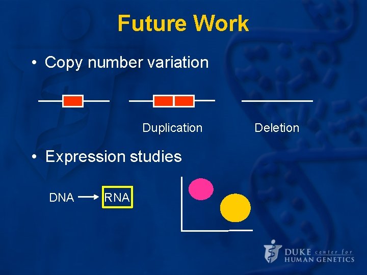 Future Work • Copy number variation Duplication • Expression studies DNA RNA Deletion Future Work • Copy number variation Duplication • Expression studies DNA RNA Deletion