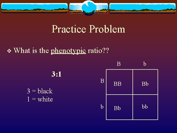 Practice Problem v What is the phenotypic ratio? ? 3: 1 B b B