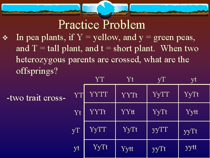 Practice Problem v In pea plants, if Y = yellow, and y = green