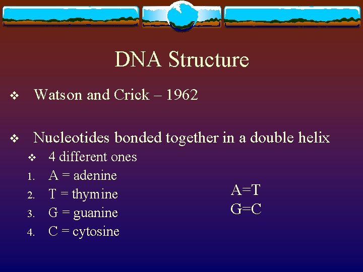 DNA Structure v Watson and Crick – 1962 v Nucleotides bonded together in a