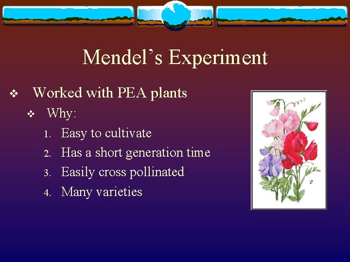 Mendel’s Experiment v Worked with PEA plants v Why: 1. Easy to cultivate 2.