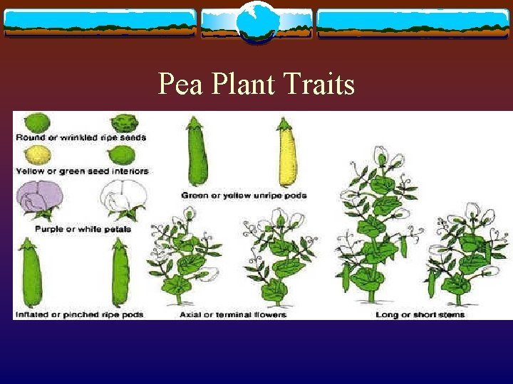 Pea Plant Traits 