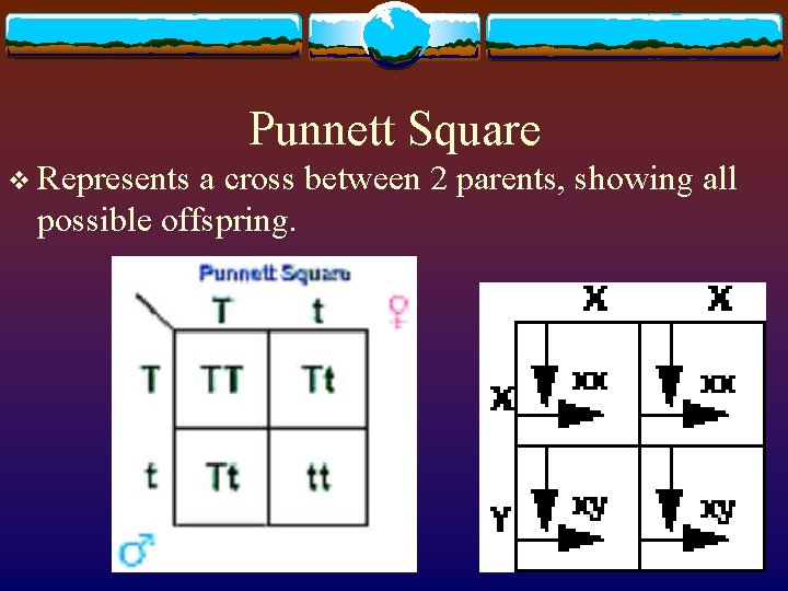 Punnett Square v Represents a cross between 2 parents, showing all possible offspring. 