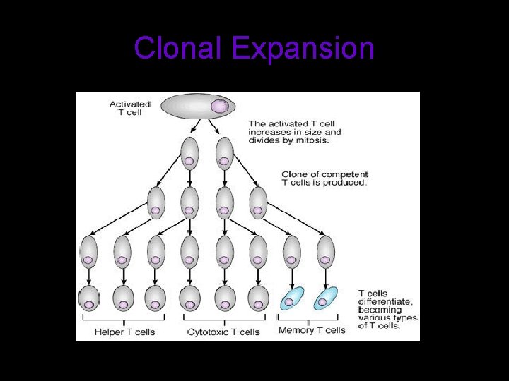 Clonal Expansion 