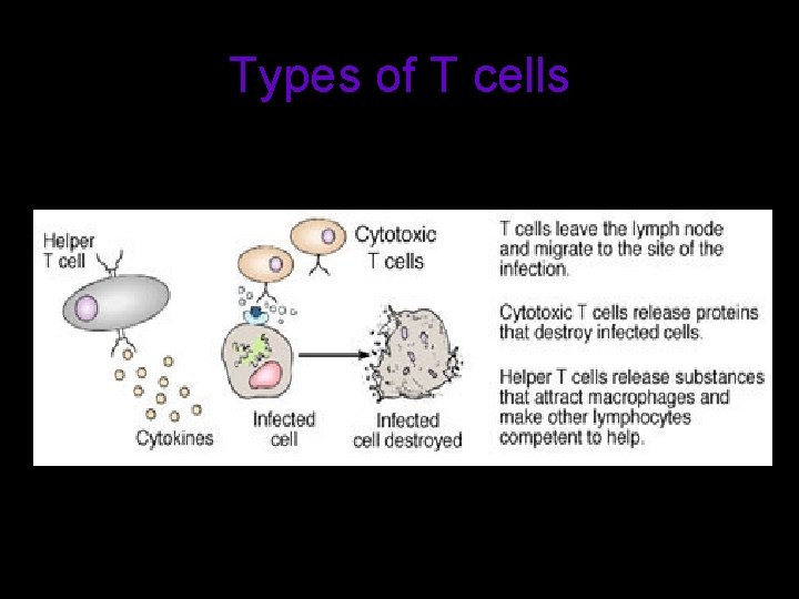 Types of T cells 