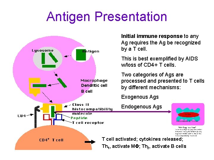 Antigen Presentation Initial immune response to any Ag requires the Ag be recognized by
