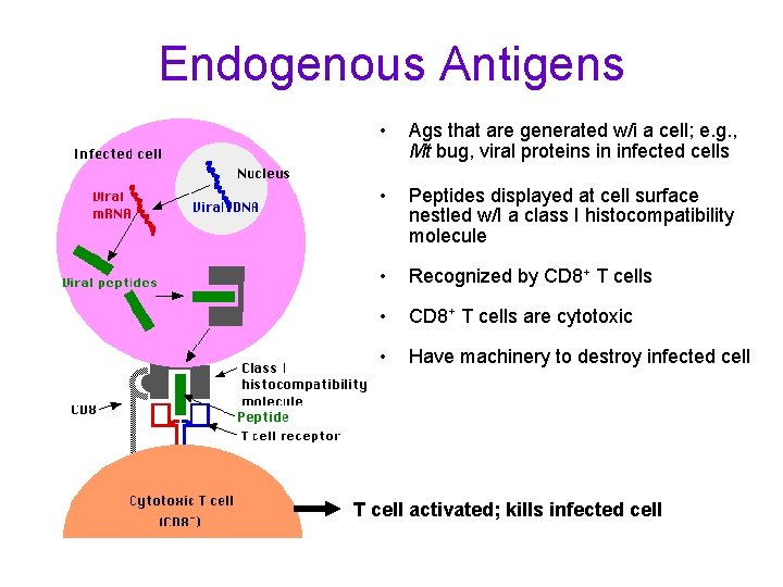 Endogenous Antigens • Ags that are generated w/i a cell; e. g. , Mt