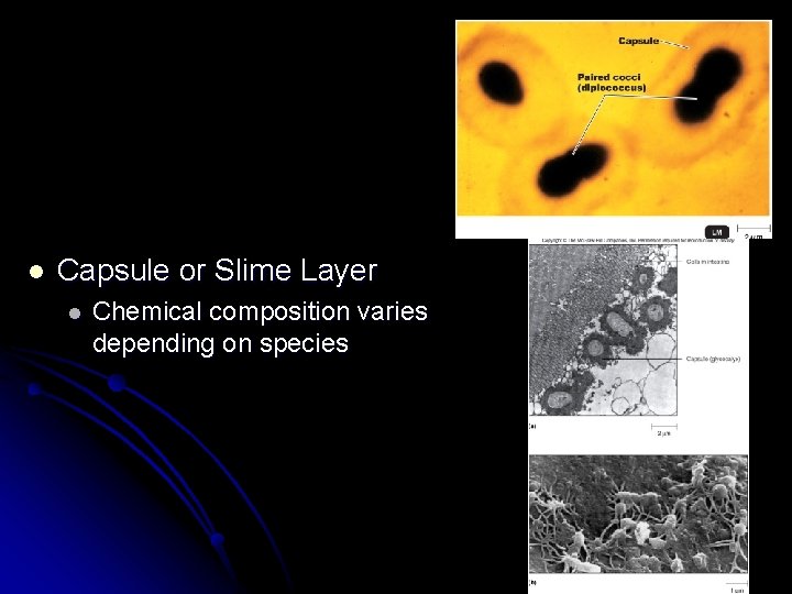 l Capsule or Slime Layer l Chemical composition varies depending on species 