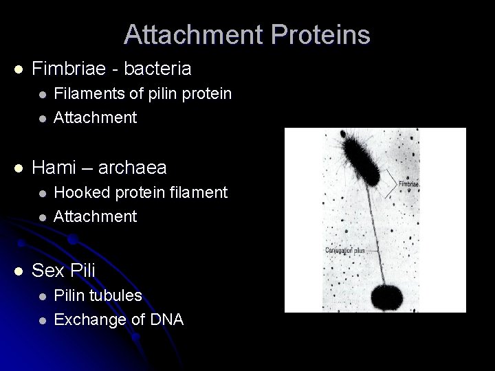 Attachment Proteins l Fimbriae - bacteria l l l Hami – archaea l l