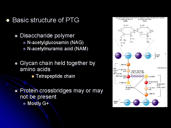 l Basic structure of PTG l Disaccharide polymer N-acetylglucosamin (NAG) l N-acetylmuramic acid (NAM)