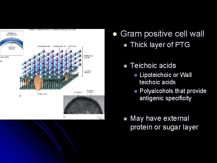 l Gram positive cell wall l Thick layer of PTG l Teichoic acids Lipoteichoic