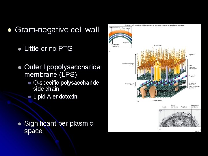 l Gram-negative cell wall l Little or no PTG l Outer lipopolysaccharide membrane (LPS)