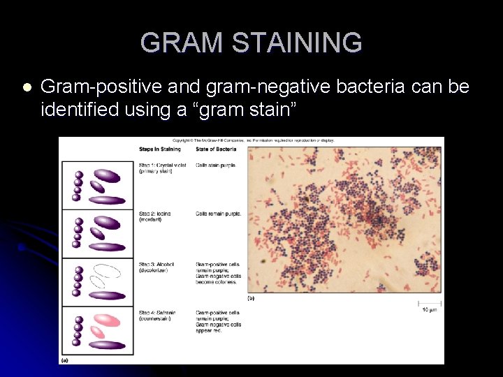 GRAM STAINING l Gram-positive and gram-negative bacteria can be identified using a “gram stain”