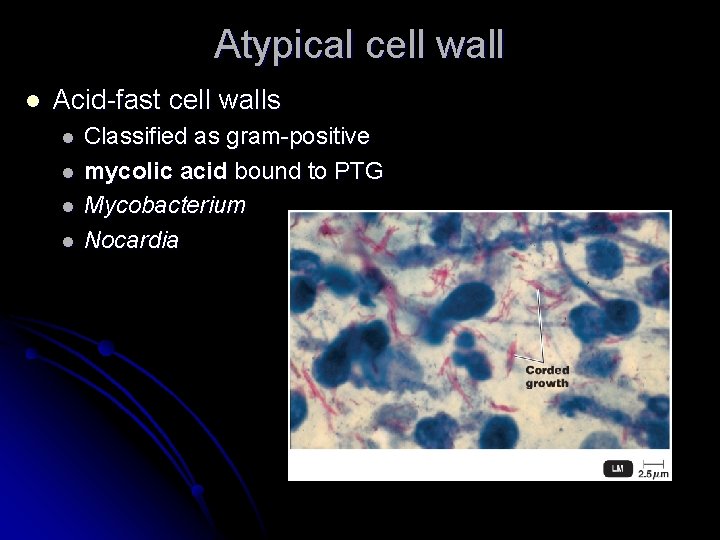 Atypical cell wall l Acid-fast cell walls l l Classified as gram-positive mycolic acid