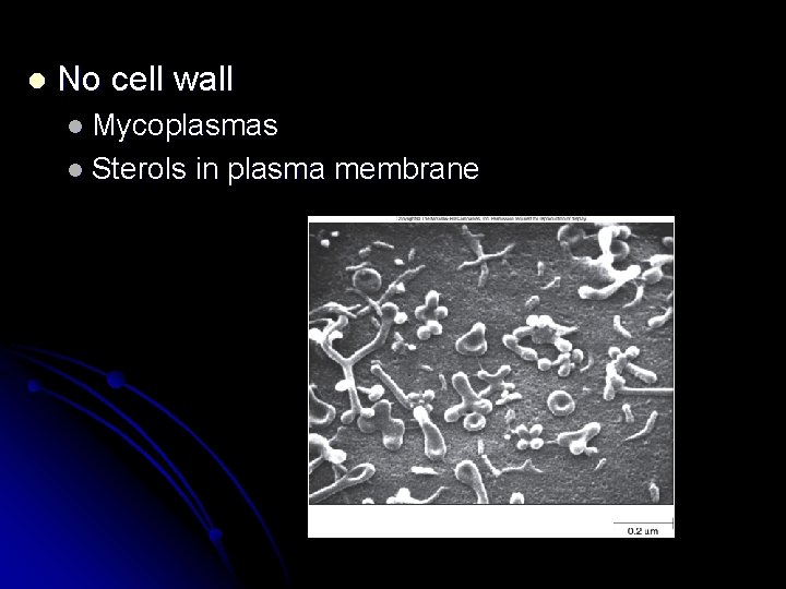 l No cell wall l Mycoplasmas l Sterols in plasma membrane 