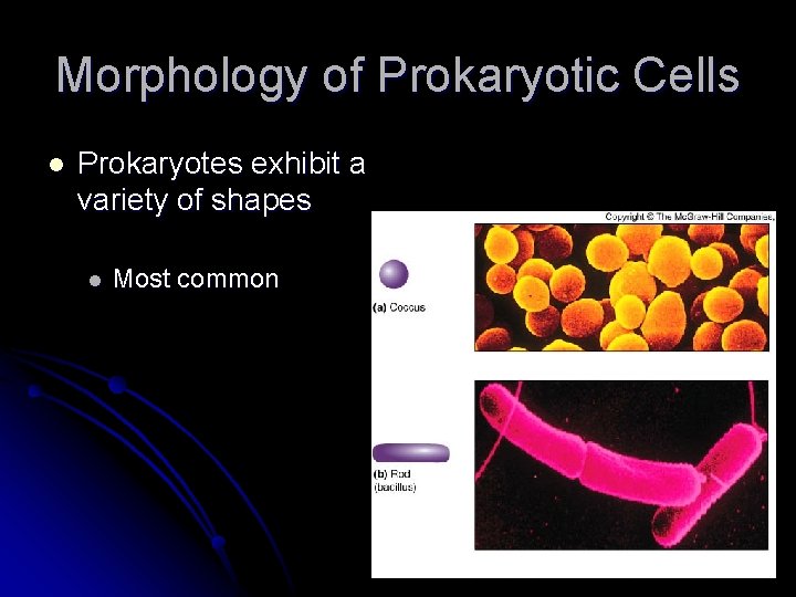 Morphology of Prokaryotic Cells l Prokaryotes exhibit a variety of shapes l Most common