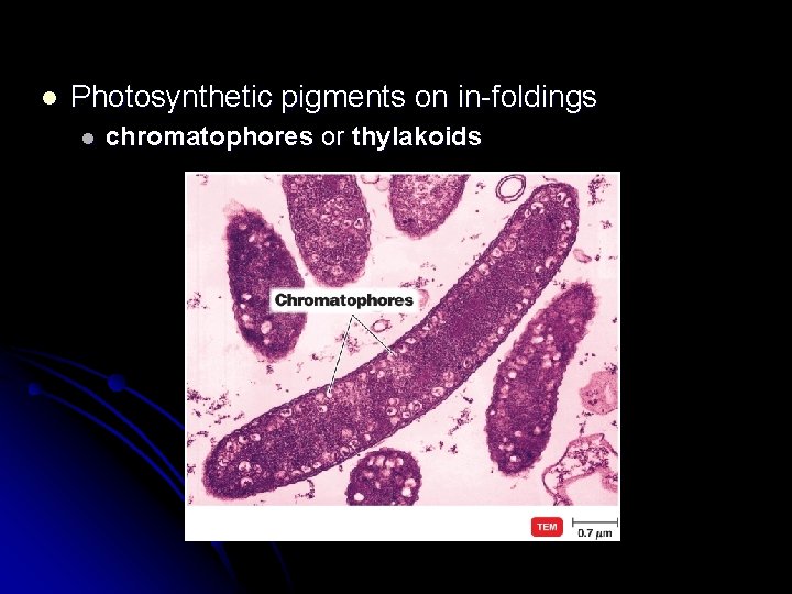 l Photosynthetic pigments on in-foldings l chromatophores or thylakoids 