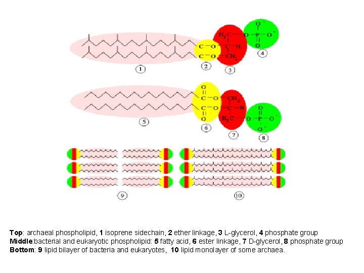 Top: archaeal phospholipid, 1 isoprene sidechain, 2 ether linkage, 3 L-glycerol, 4 phosphate group