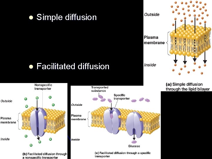 l Simple diffusion l Facilitated diffusion 