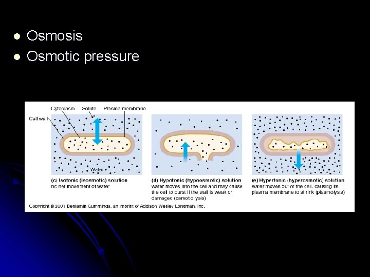 l l Osmosis Osmotic pressure 