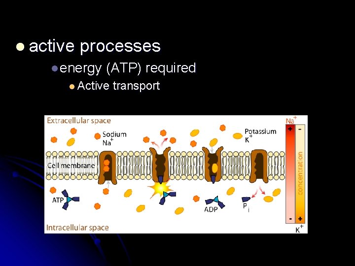 l active processes l energy (ATP) required l Active transport 