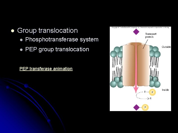 l Group translocation l Phosphotransferase system l PEP group translocation PEP transferase animation 