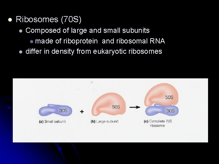 l Ribosomes (70 S) l l Composed of large and small subunits l made