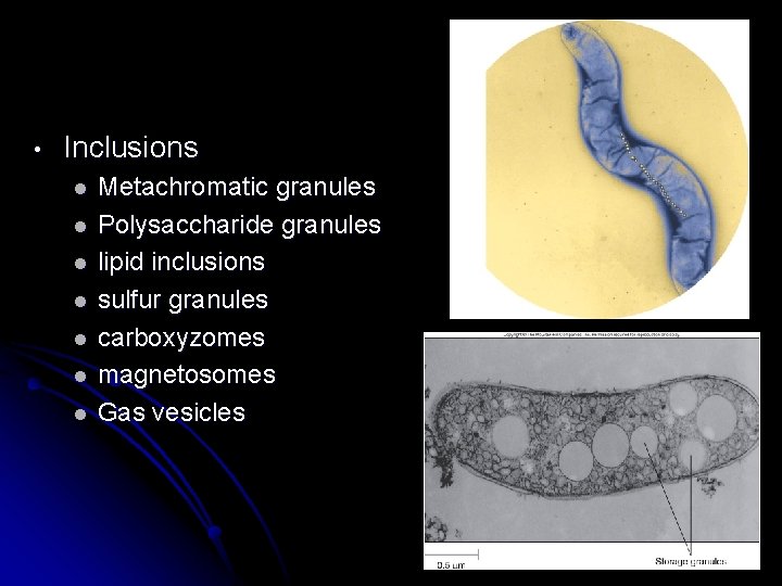  • Inclusions l l l l Metachromatic granules Polysaccharide granules lipid inclusions sulfur