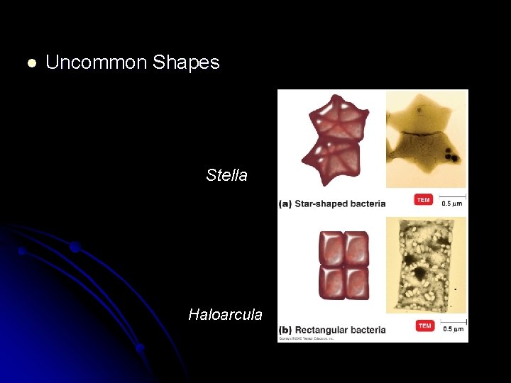 l Uncommon Shapes Stella Haloarcula 