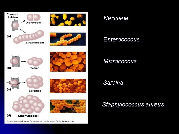 Neisseria Enterococcus Micrococcus Sarcina Staphylococcus aureus 