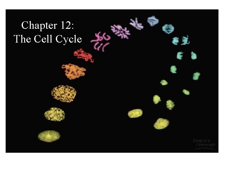 Chapter 12: The Cell Cycle 
