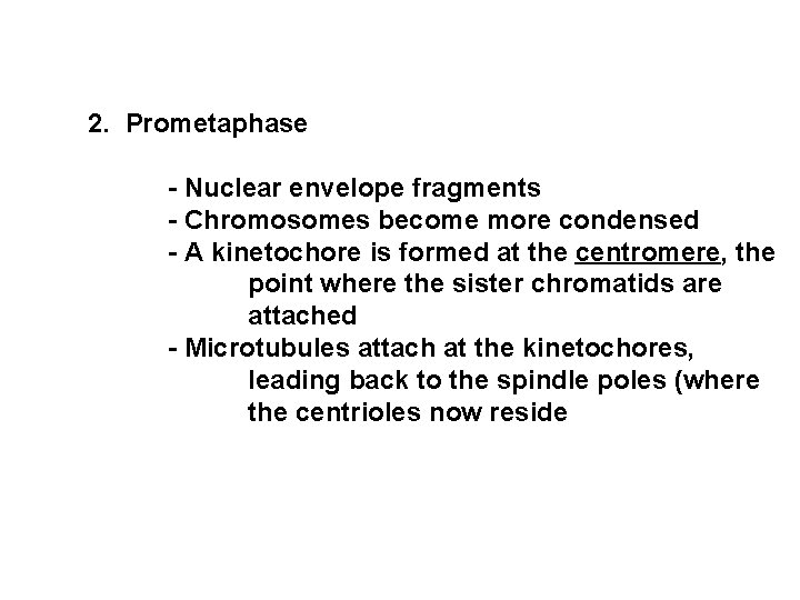  2. Prometaphase - Nuclear envelope fragments - Chromosomes become more condensed - A