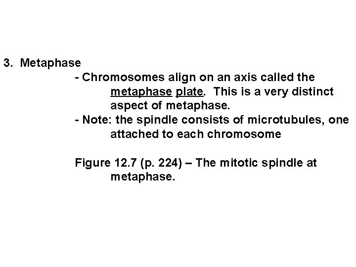 3. Metaphase - Chromosomes align on an axis called the metaphase plate. This is