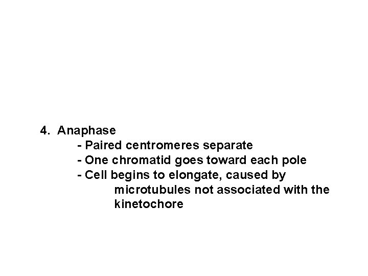 4. Anaphase - Paired centromeres separate - One chromatid goes toward each pole -