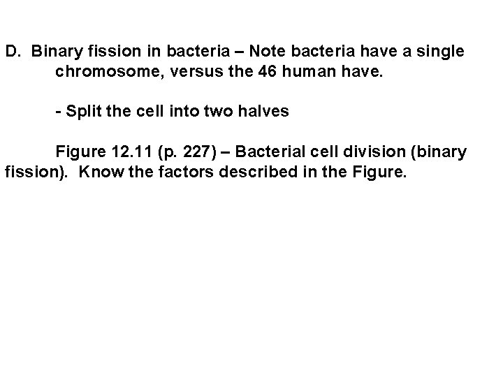 D. Binary fission in bacteria – Note bacteria have a single chromosome, versus the