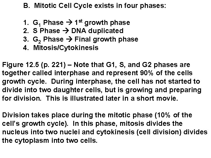 B. Mitotic Cell Cycle exists in four phases: 1. G 1 Phase 1 st