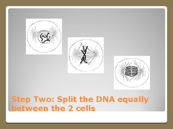 Step Two: Split the DNA equally between the 2 cells 