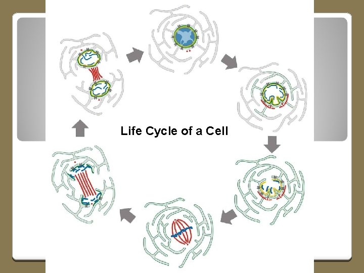 Life Cycle of a Cell 