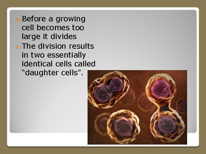  Before a growing cell becomes too large it divides The division results in