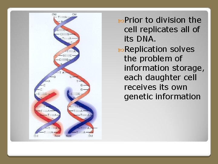  Prior to division the cell replicates all of its DNA. Replication solves the