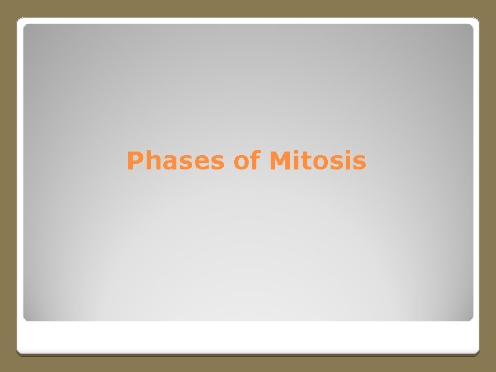 Phases of Mitosis 