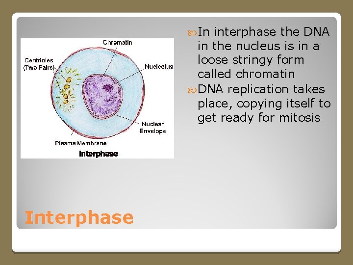  In interphase the DNA in the nucleus is in a loose stringy form