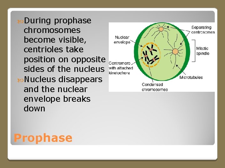  During prophase chromosomes become visible, centrioles take position on opposite sides of the