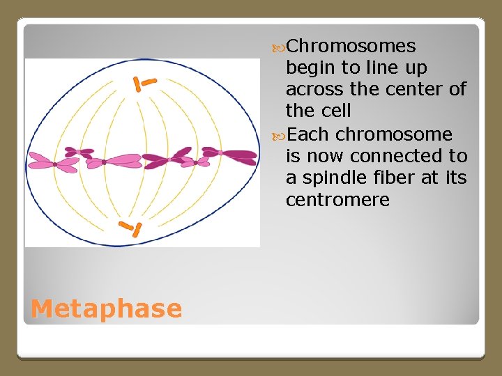  Chromosomes begin to line up across the center of the cell Each chromosome