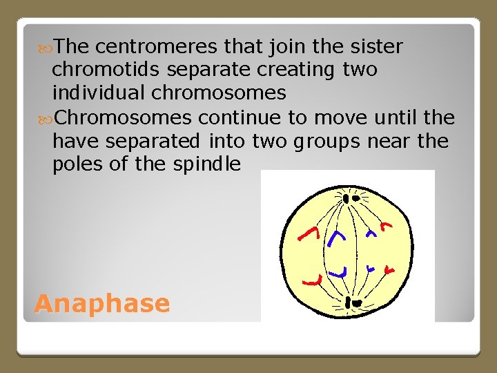  The centromeres that join the sister chromotids separate creating two individual chromosomes Chromosomes