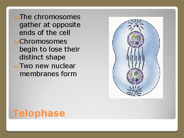  The chromosomes gather at opposite ends of the cell Chromosomes begin to lose