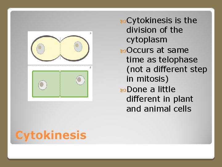  Cytokinesis is the division of the cytoplasm Occurs at same time as telophase